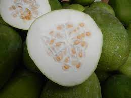 ash gourd vegitable